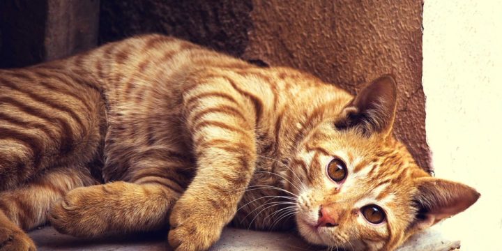Aprende más acerca del comportamiento de tu gato