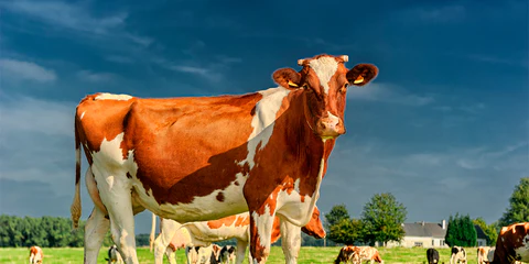 Cómo se presenta la inmunodepresión en la vaca lechera