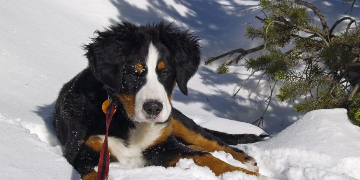 Viajar con mascotas a la montaña, importancia del veterinario