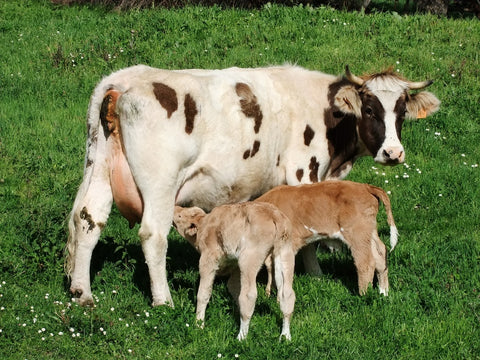 Dermatosis nodular contagiosa en las poblaciones de ganado bovino