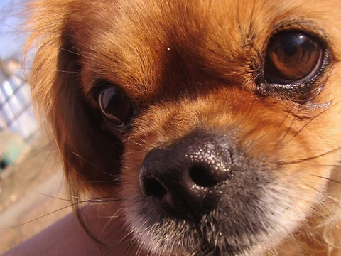 Principales enfermedades que afectan a los perros pekineses