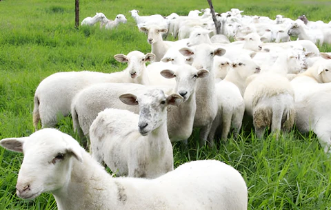 Enfermedades más comunes en criaderos ovinos durante el verano