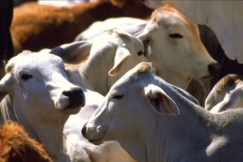 Complicaciones dentales en el ganado bovino