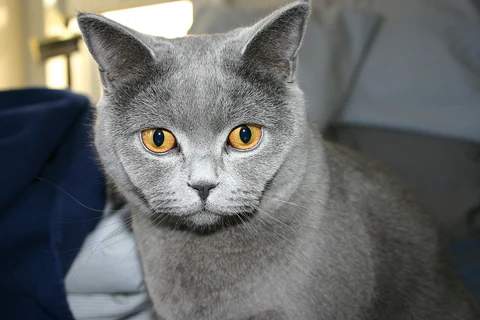 Cuidados del gato British Shorthair y asesoría veterinaria