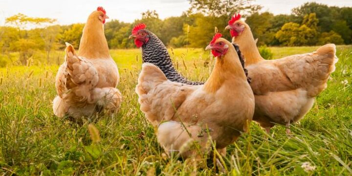 Importancia del monitoreo veterinario para la nutrición de las gallinas