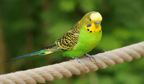 Especies de aves más populares para tener como animales de compañía