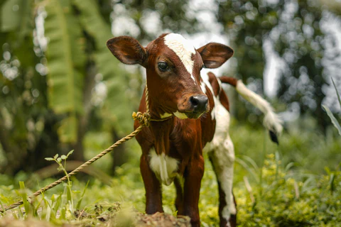 Combatiendo la Actinomicosis en las Poblaciones de Bovinos de Cría