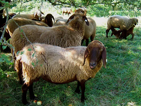 Importantes Prácticas de Sanidad e Higiene para los Criaderos de Animales