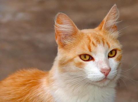 Claves para Combatir el Abandono y Maltrato Animal