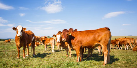 Prevención y monitoreo veterinario contra las enfermedades de la piel bovina