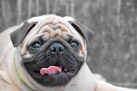 Atenciones veterinarias y cuidados para el Perro Pug