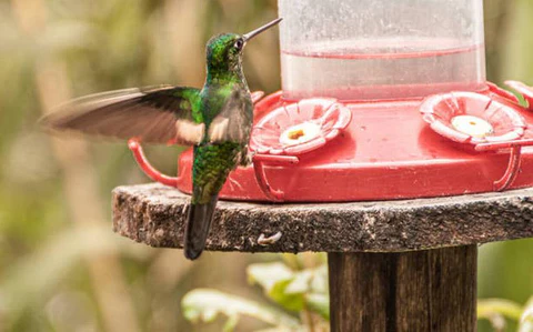 Claves para Mantener a tus Aves Mascota Bien Hidratadas