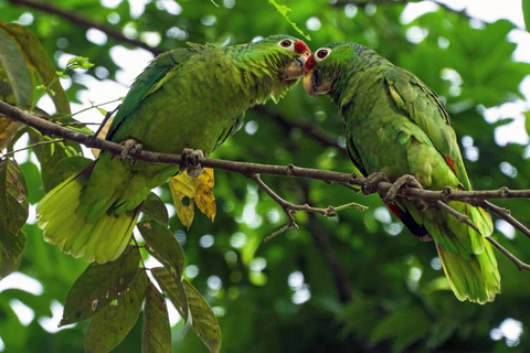 La nutrición de los loros