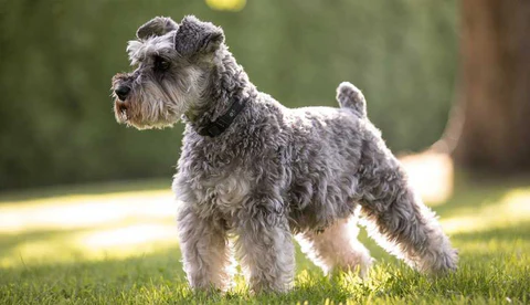 Tips para el cuidado del perro Schnauzer en el hogar