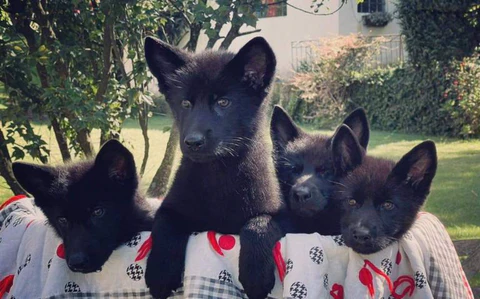 Cuidados que debe recibir el Calupoh, perro lobo mexicano