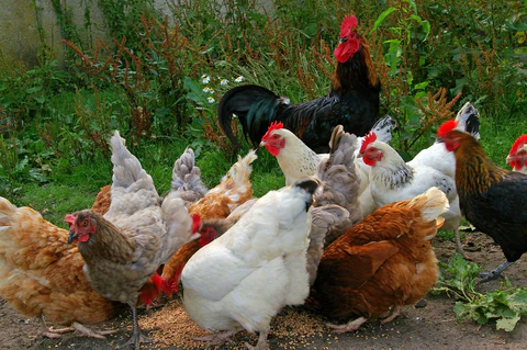 Indicios de estrés en las aves de corral