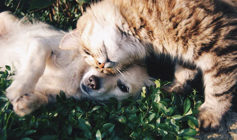 Cómo identificar y tratar la ansiedad en perros y gatos