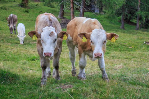 Previniendo los Casos de Aspergilosis en los Criaderos de Terneros