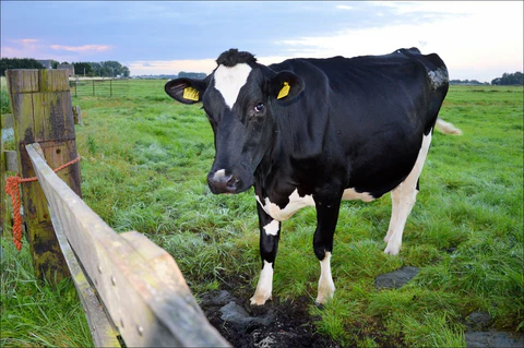 Bioseguridad pecuaria y reproducción de los animales de cría