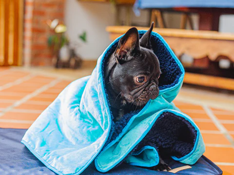 Cobertores para Mascotas: Cuidando el Confort y la Salud de Perros y Gatos