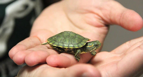 Vitaminas esenciales para las tortugas mascota