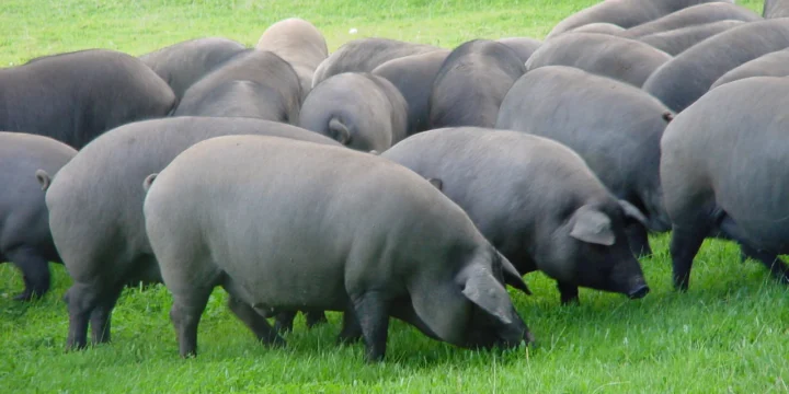 Cómo proteger a los animales de granja de los golpes de calor en este año 2025