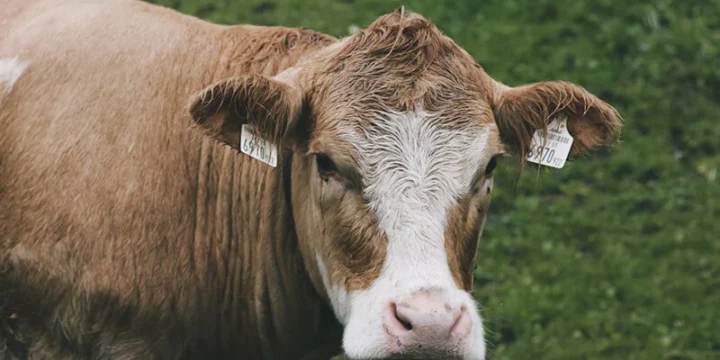 Condiciones de Salubridad en Espacios Pecuarios y la Importancia de la Asesoría Veterinaria