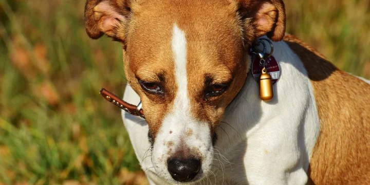 Razas de perro más activas y cómo cuidarlas en casa