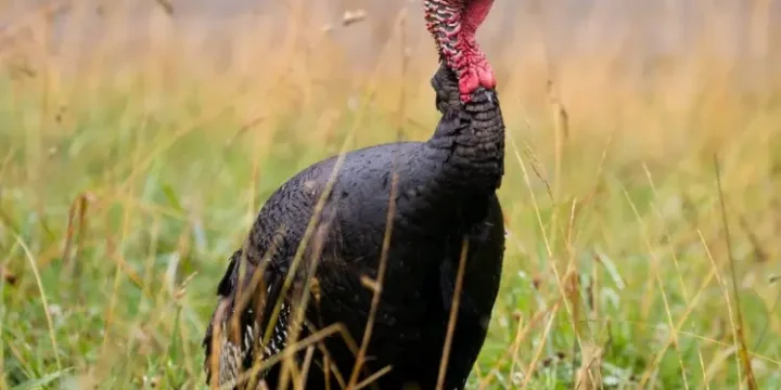 Prevención de la Histomoniasis en el Pavo Mexicano