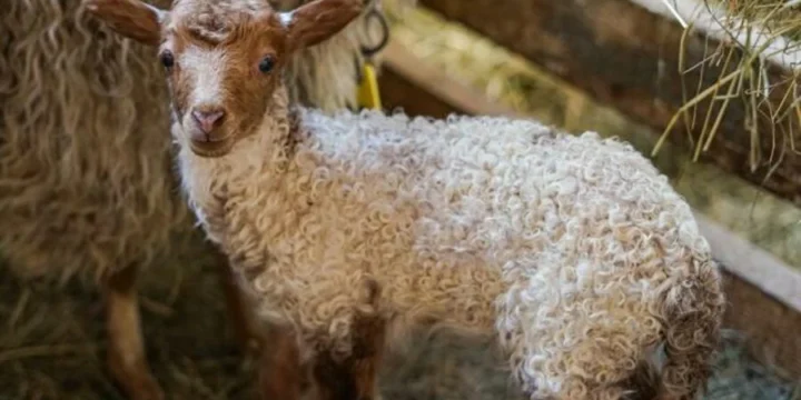 Manejo del Estrés en Animales de Granja para Mejorar su Rendimiento