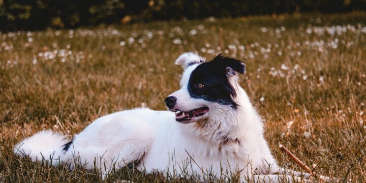 Principales enfermedades de la piel en perros de campo